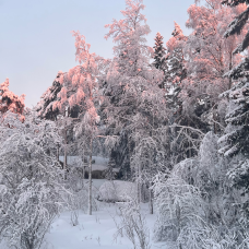 Snow-covered forest with morning light