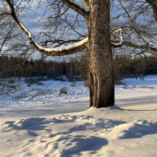 Wintery landscape with a tree